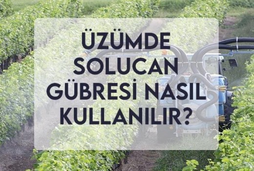 Üzümde Solucan Gübresi Nasıl Kullanılır? Üzümde Solucan Gübresi Nasıl Kullanılır?