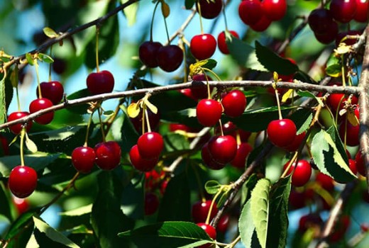 Vişne Ağaçlarında Solucan Gübresi Kullanımı | Rivasol