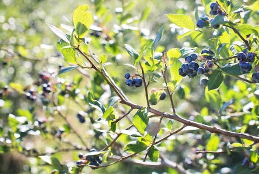 Yaban Mersini Ağaçlarında Solucan Gübresi Kullanımı | Rivasol
