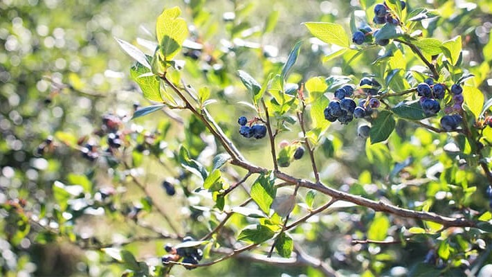 Yaban Mersini Ağaçlarında Solucan Gübresi Kullanımı | Rivasol