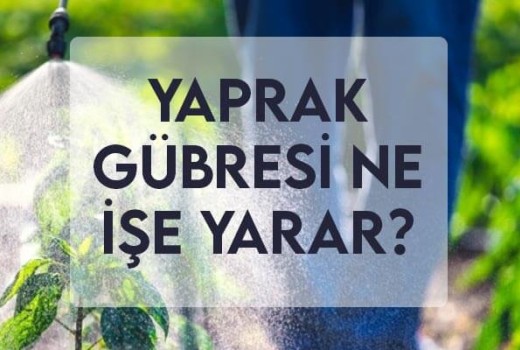 Yaprak Gübresi Ne İşe Yarar? Yaprak Gübresi Ne İşe Yarar?