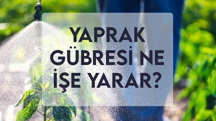 Yaprak Gübresi Ne İşe Yarar? Yaprak Gübresi Ne İşe Yarar?