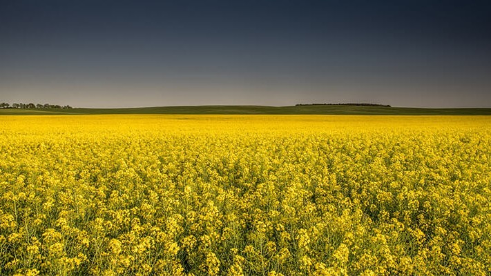 Yazlık Kanolada Solucan Gübresi Nasıl Kullanılır?