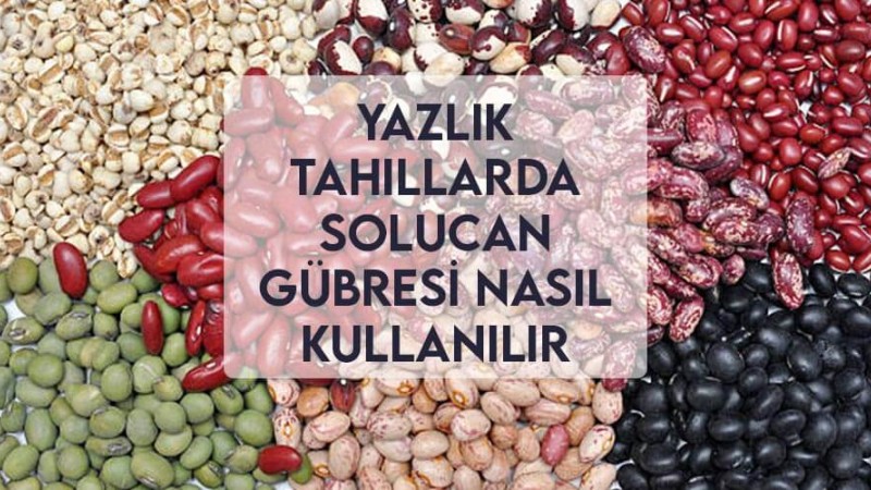 Yazlık Tahıllar Solucan Gübresi Nasıl Kullanılır Yazlık Tahıllar Solucan Gübresi Nasıl Kullanılır