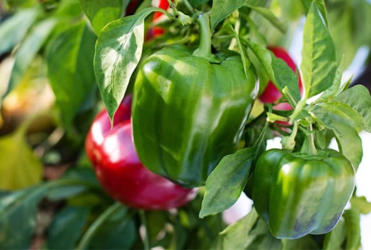 Yeşil Biberde Solucan Gübresi Kullanımı | Rivasol