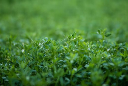 Yoncada Solucan Gübresi Kullanımı