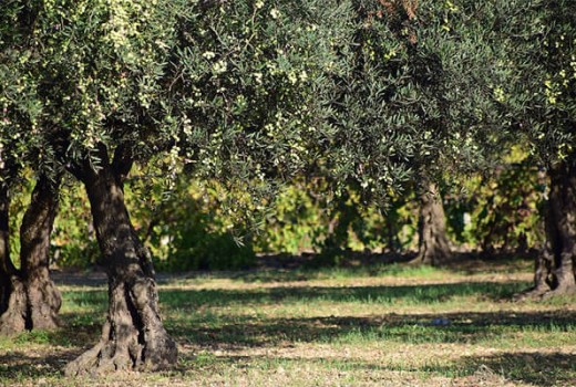 Zeytinde Solucan Gübresi Nasıl Kullanılır?