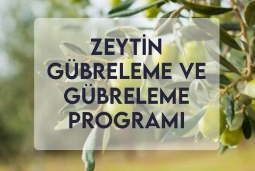 Zeytin Gübreleme ve Gübreleme Programı Zeytin Gübreleme ve Gübreleme Programı
