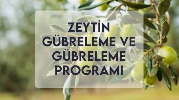Zeytin Gübreleme ve Gübreleme Programı Zeytin Gübreleme ve Gübreleme Programı