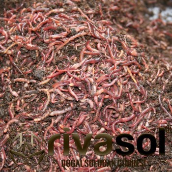 250.000 Adet Kırmızı Kaliforniya Solucanı (Eisenia foetida) 250.000 Adet Kırmızı Kaliforniya Solucanı (Eisenia foetida)