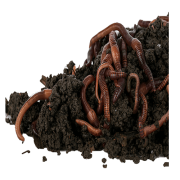 Kırmızı Kaliforniya Solucanı